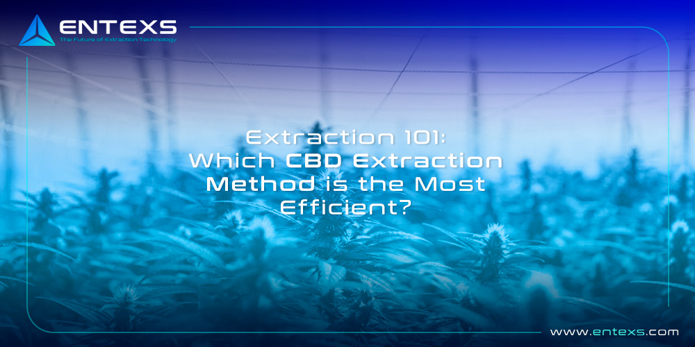 Which CBD Extraction Method is the Most Efficient?