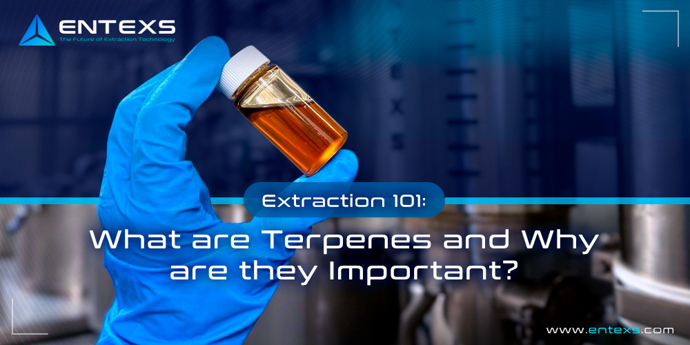 Extraction 101: What are Terpenes and Why are they Important?