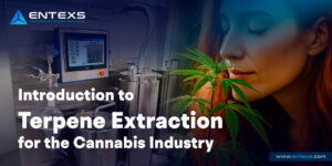 Introduction to Terpene Extraction in the Cannabis Industry